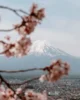 El Monte Fuji tras los cerezos del sakura
