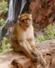 Mono en las cascadas de Ouzoud