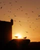 Atardecer en Essaouira con un montón de gaviotas
