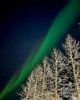 Aurora junto a los árboles nevados