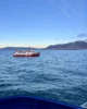 Avistamiento de ballenas desde un crucero en Reikiavik