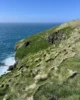 Nidos de puffins en los acantilados de la península de Stórhöfði