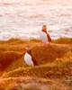 Pareja de frailecillos en un acantilado al atardecer