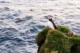 Puffin en los acantilados de Dyrhólaey, un buen lugar para ver puffins cerca de Vík