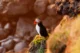 Puffin en los acantilados del oeste de Heimaey al atardecer