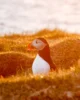 Puffin al atardecer, uno de las mejores horas para verlos