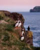 Grupo de puffins en uno de los acantilados de las Islas Vestman