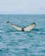 Avistamiento de una ballena jorobada desde la lancha rápida