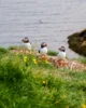 Grupo de puffins en Borgarfjördur Eystri