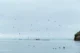 Puffins volando y pescando en la isla de Lundey en Húsavik