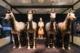 Reconstrucción de 4 caballos y soldados en el museo