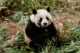 Pandita poniéndose ciego de bambú