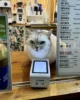 Gatete custodiando el escáner de Alipay