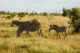 Familia de cebras en un safari por la tarde