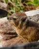 Uno de los dassies que estaban tomando el sol en Tsitsikamma