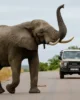 El elefante gigante que nos dio la bienvenida a Kruger