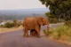 Elefante mamá con su bebé cruzando la carretera al atardecer