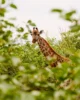 Jirafa entre la vegetación del Kruger