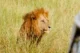 Un león a escasos 8 m de nosotros en el Kruger
