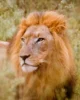 León en el Parque de Hlane (Esuatini)