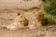 Leonas en modo siesta al medio día