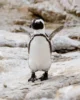 Un pingüino majete en Boulders Beach