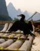 Cormorán preso esperando la sesión de fotos de turno