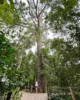 Big Tree de Tsitsikamma