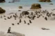 Boulders Beach petada de pingüinos