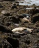 Foquitas tomando el sol en Ytri Tunga