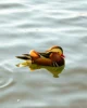 Un pato pekinés sin estar laqueado