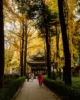 Jardines del Monasterio Wenshu repletos de gingkos