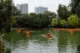 Barcas en el lago del People´s Park