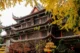 El monasterio Wenshu de Chengdu repleto de árboles de ginkgo en otoño