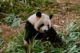 Un panda gigante poniéndose tibio de bambú en la Chengdu Panda Base