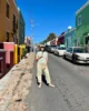 Una de las calles colorido barrio de Bo-Kaap