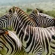 Cebras majas en el Parque Nacional de Addo