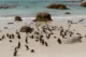 Foxy Beach llena de pingüinos simpáticos