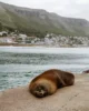 El enorme león marino que me asustó después de la siesta