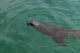León marino nadando a sus anchas en el puerto de Kalk Bay
