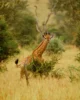 Una jirafa bebé en el Parque Nacional Kruger