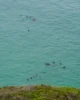 Leones marinos nadando en la reserva natural de Robberg
