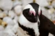Uno de los muchísimos pingüinos que vimos en Stony Point