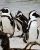 Pingüinos majos en Betty's Bay