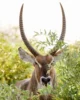 Waterbuck, uno de los muchos antílopes que te puedes encontrar en Sudáfrica